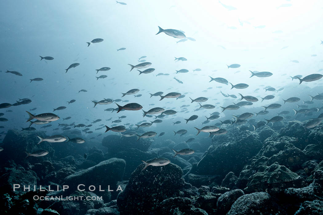 Schooling fish, black and white / grainy. Wolf Island, Galapagos Islands, Ecuador, natural history stock photograph, photo id 16374