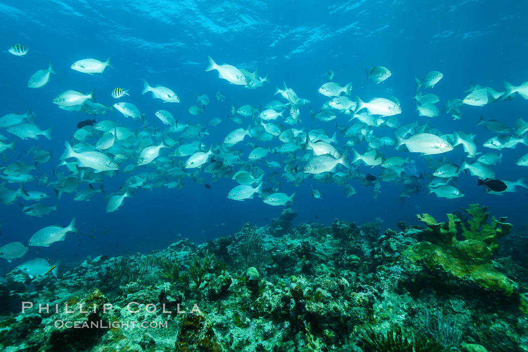 Schooling fish over coral reef, Grand Cayman Island. Cayman Islands, natural history stock photograph, photo id 32060