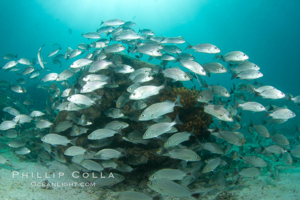 Schooling fish in the Sea of Cortez. Baja California, Mexico, natural history stock photograph, photo id 27551