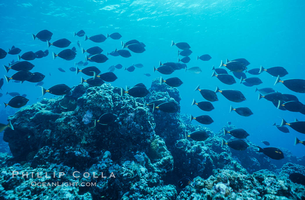 Schooling fish underwater at Rose Atoll, American Samoa. Rose Atoll National Wildlife Refuge, USA, natural history stock photograph, photo id 00768