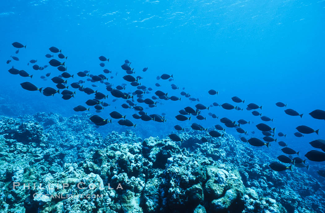 Schooling fish underwater at Rose Atoll, American Samoa. Rose Atoll National Wildlife Refuge, USA, natural history stock photograph, photo id 00767