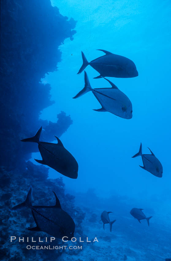 Schooling fish underwater at Rose Atoll, American Samoa. Rose Atoll National Wildlife Refuge, USA, natural history stock photograph, photo id 00741