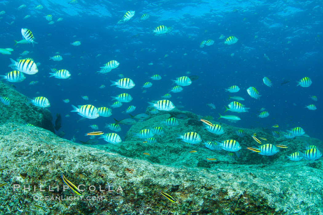 Schooling fish with motion blur, Sea of Cortez, Baja California, Mexico., natural history stock photograph, photo id 27554