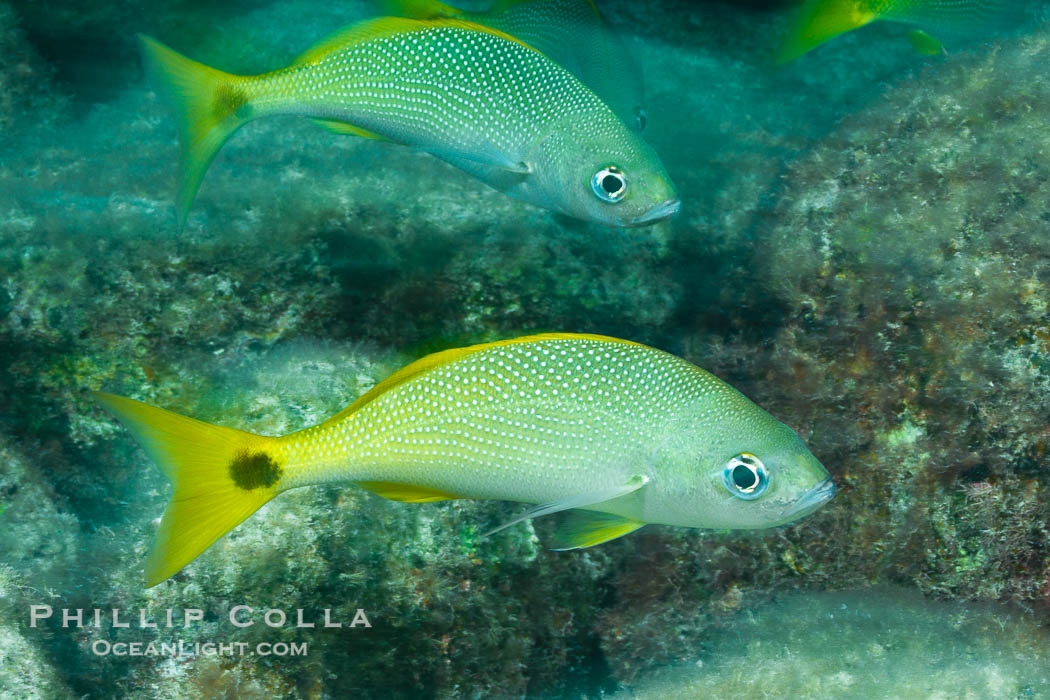 Schooling fish with motion blur, Sea of Cortez, Baja California, Mexico., natural history stock photograph, photo id 27558