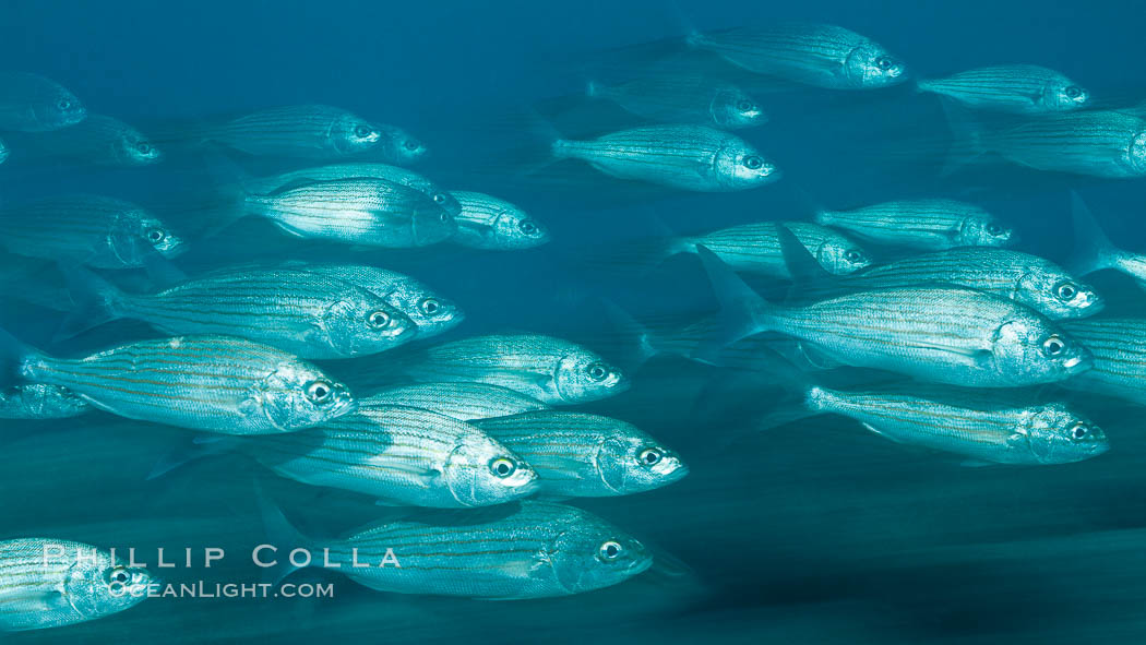 Schooling fish with motion blur, Sea of Cortez, Baja California, Mexico., natural history stock photograph, photo id 27556