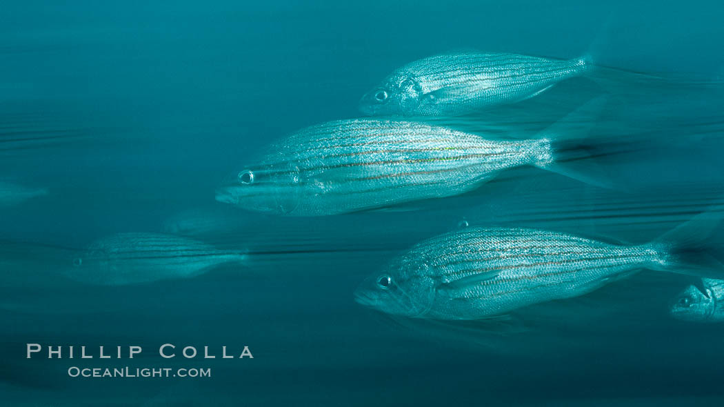 Schooling fish with motion blur, Sea of Cortez, Baja California, Mexico., natural history stock photograph, photo id 27555