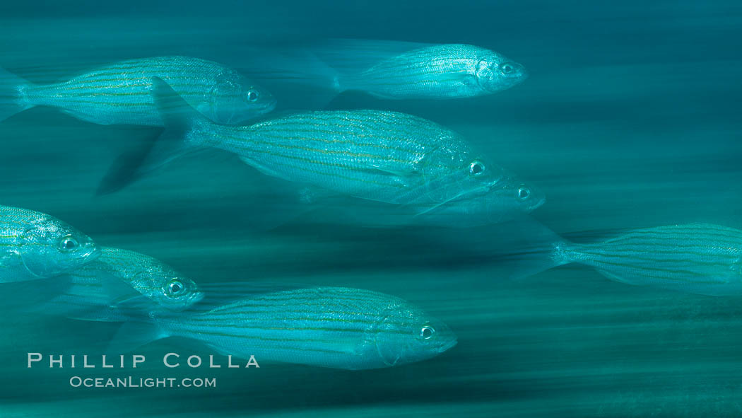 Schooling fish with motion blur, Sea of Cortez, Baja California, Mexico., natural history stock photograph, photo id 27557