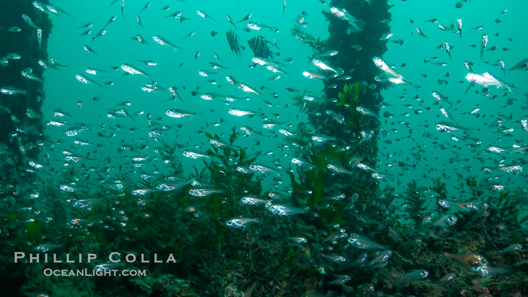 Schooling fishes, Rapid Bay Jetty, South Australia., natural history stock photograph, photo id 39361