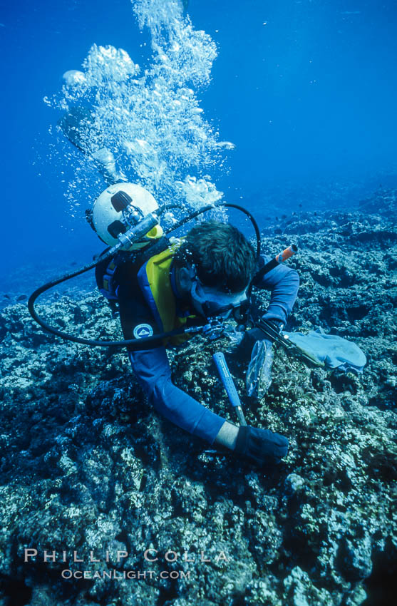 Paul W. Gabrielson, Ph.D., collecting algae and coral samples. Rose Atoll National Wildlife Sanctuary, American Samoa, USA, natural history stock photograph, photo id 00824
