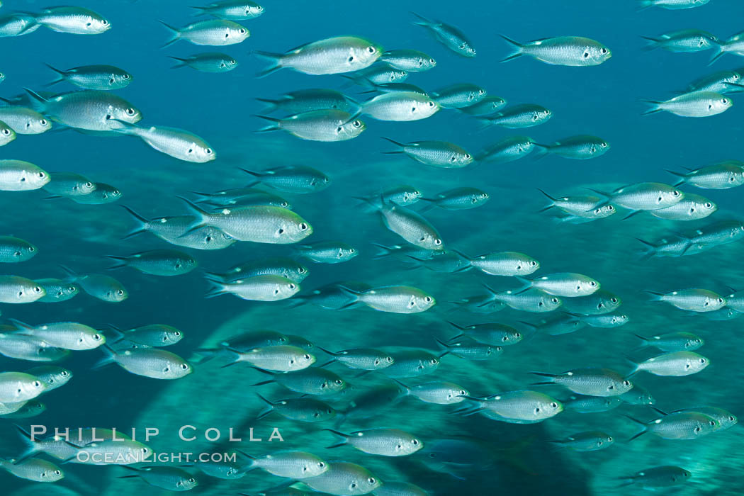 Scissortail damselfish, Sea of Cortez, Baja California, Mexico., Chromis atrilobata, natural history stock photograph, photo id 27560