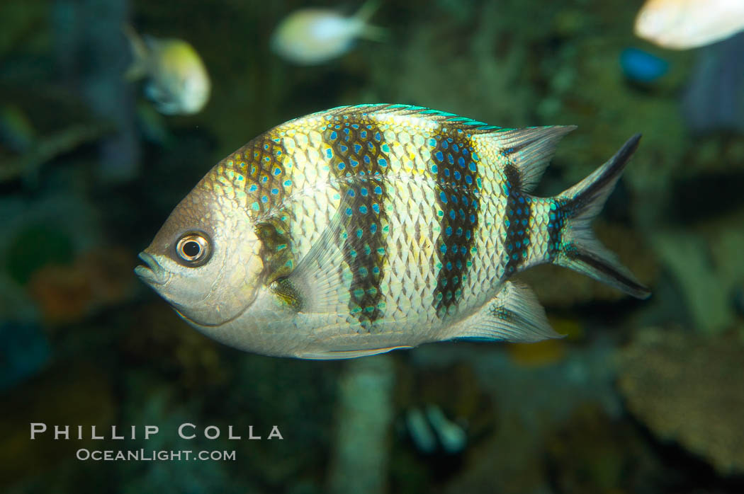 Scissortail sergeant major., Abudefduf sexfasciatus, natural history stock photograph, photo id 12940