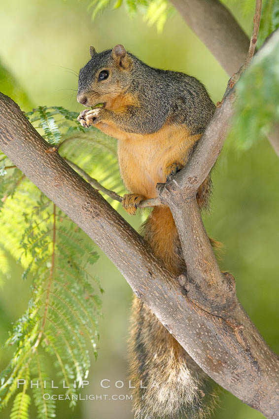 Eastern fox squirrel.  The eastern fox squirrel historically occur in the  eastern and central portions of North America, but have been introduced in the 1900's to urban areas in the western United States.  They are the largest of the North American squirrels, reaching 29 inches in length and up to 3 pounds.  They are generalist feeders with a diet that varies according to their habitat, including nuts, seed, bird eggs and chicks, frogs, flowers and agricultural crops. Los Angeles, California, USA, Sciurus niger, natural history stock photograph, photo id 18969