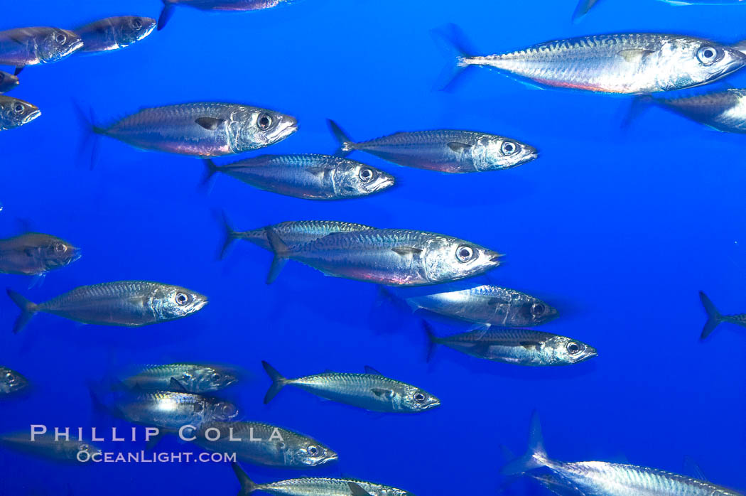 Pacific mackerel.  Long exposure shows motion as blur.  Mackerel are some of the fastest fishes in the ocean, with smooth streamlined torpedo-shaped bodies, they can swim hundreds of miles in a year., Scomber japonicus, natural history stock photograph, photo id 14926