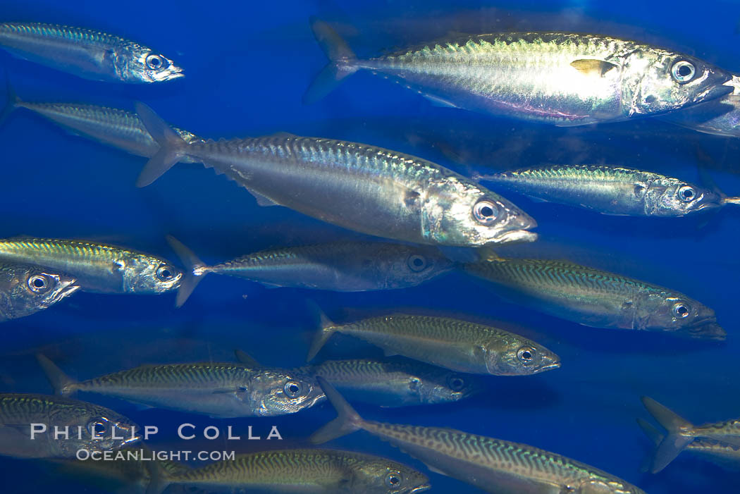 Pacific mackerel.  Long exposure shows motion as blur.  Mackerel are some of the fastest fishes in the ocean, with smooth streamlined torpedo-shaped bodies, they can swim hundreds of miles in a year., Scomber japonicus, natural history stock photograph, photo id 14024