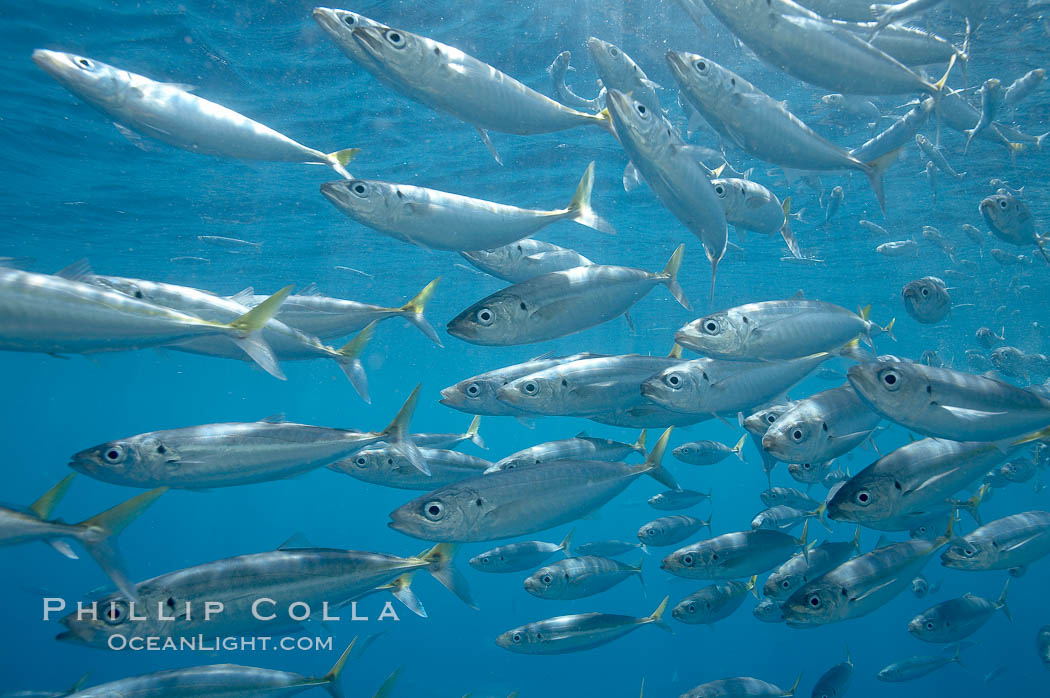 Mackeral, likely chubb mackeral (Scomber japonicus). Guadalupe Island (Isla Guadalupe), Baja California, Mexico, Scomber japonicus, natural history stock photograph, photo id 19500