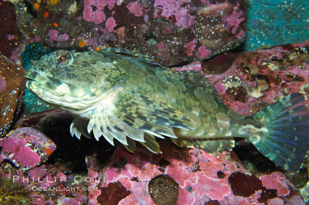 Cabazon.  Large cabazons sometimes lie camoflaged on top of deep rocky outcroppings.  Juveniles are often found in shallow water., Scorpaenichthys marmoratus, natural history stock photograph, photo id 13692