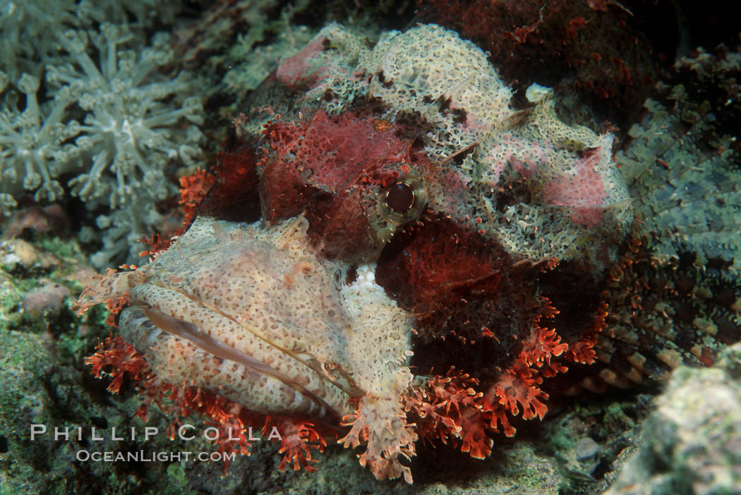 Scorpion fish. Egyptian Red Sea, natural history stock photograph, photo id 00310