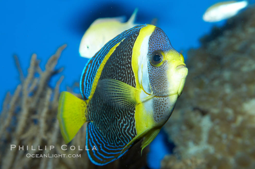 Scribbled angelfish., Chaetodontoplus duboulayi, natural history stock photograph, photo id 11838