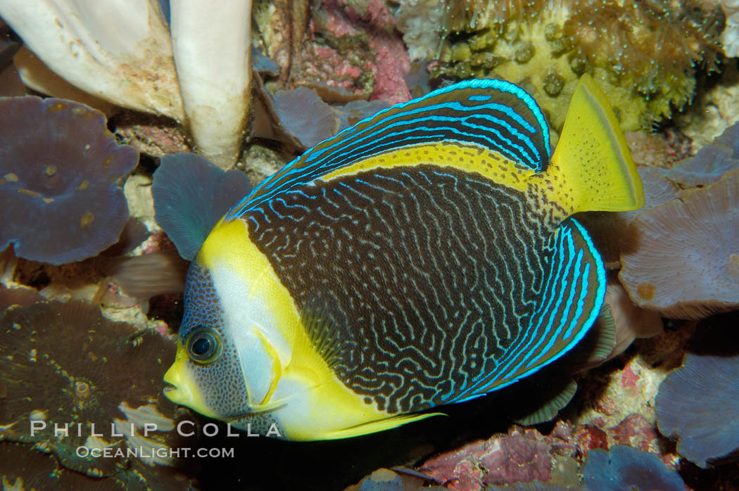 Scribbled angelfish., Chaetodontoplus duboulayi, natural history stock photograph, photo id 09452