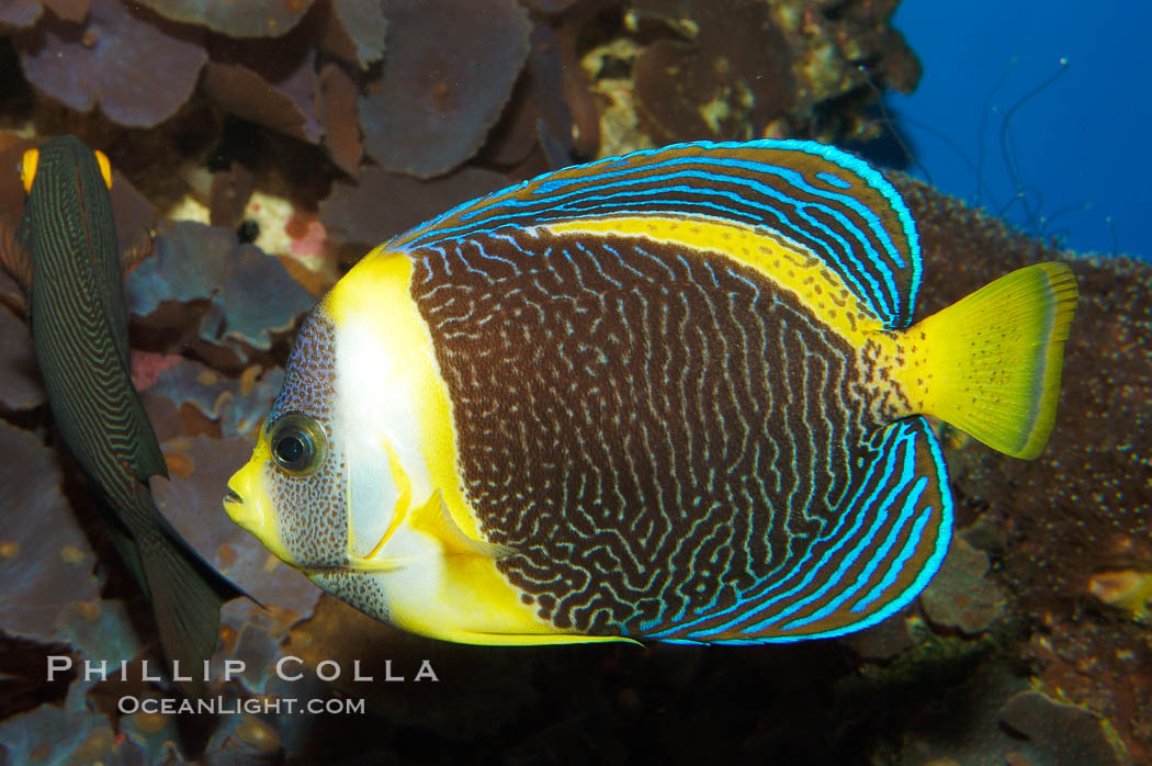 Scribbled angelfish., Chaetodontoplus duboulayi, natural history stock photograph, photo id 08723