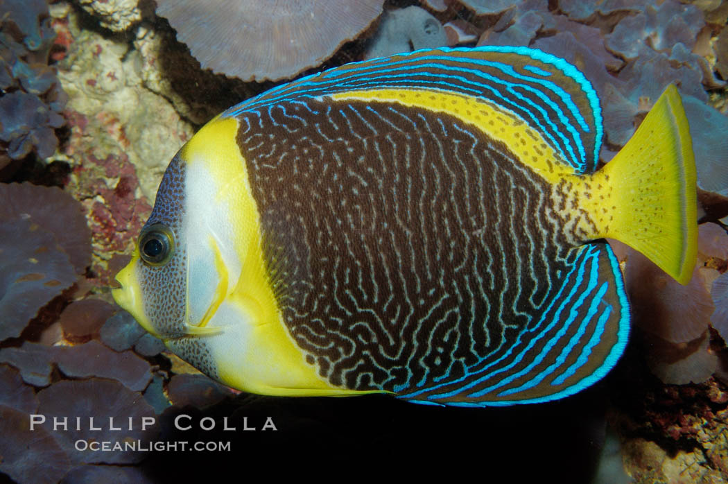 Scribbled angelfish., Chaetodontoplus duboulayi, natural history stock photograph, photo id 09451