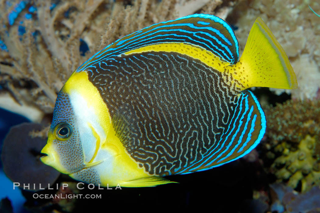 Scribbled angelfish., Chaetodontoplus duboulayi, natural history stock photograph, photo id 10295