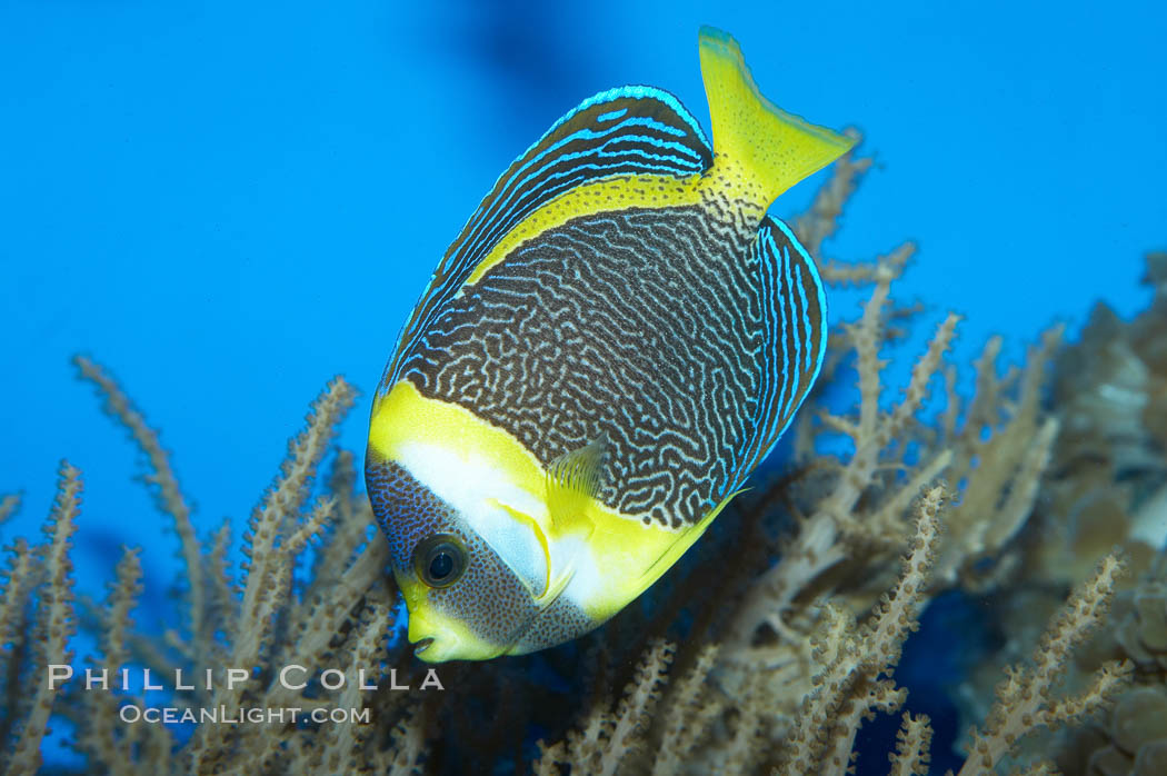 Scribbled angelfish., Chaetodontoplus duboulayi, natural history stock photograph, photo id 11839