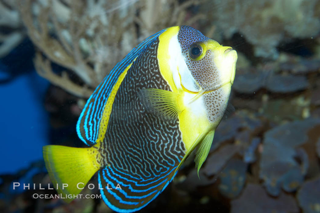 Scribbled angelfish., Chaetodontoplus duboulayi, natural history stock photograph, photo id 11837