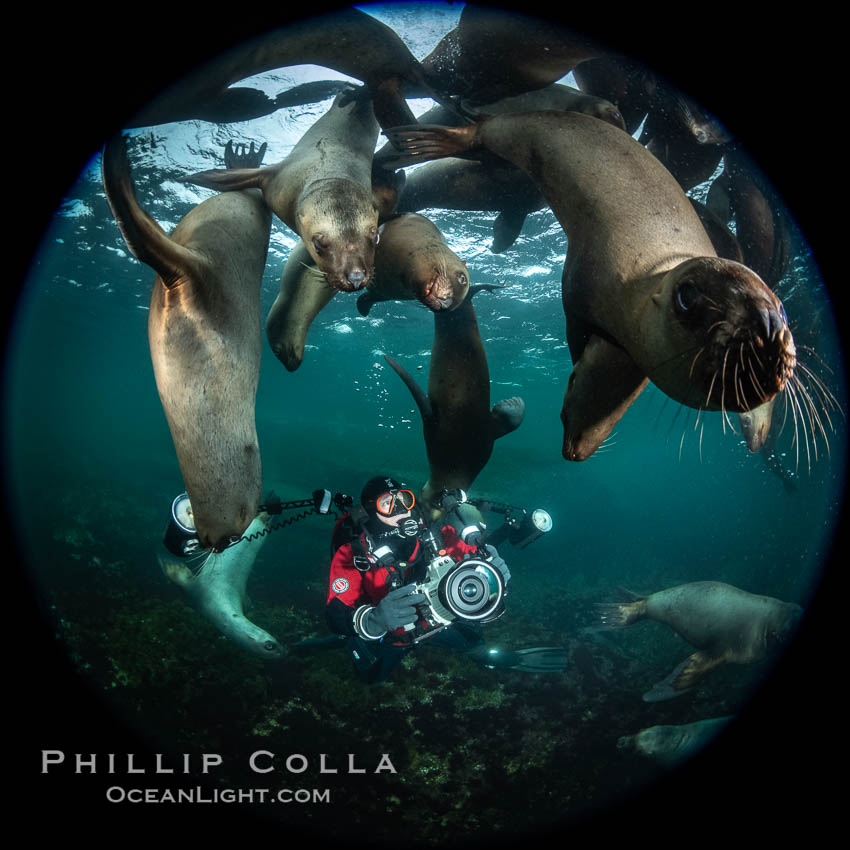 SCUBA Diver and Steller Sea Lions Underwater,  underwater photographer, Hornby Island, British Columbia, Canada, Eumetopias jubatus