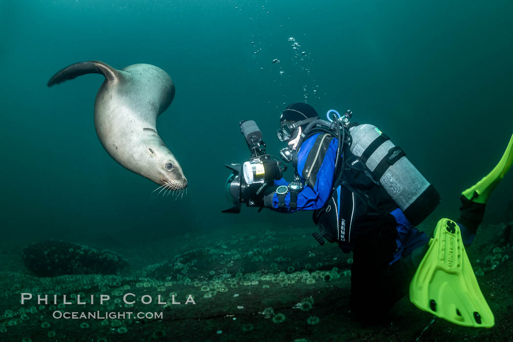 SCUBA Diver and Steller Sea Lions Underwater,  underwater photographer, Hornby Island, British Columbia, Canada. Norris Rocks, Eumetopias jubatus, natural history stock photograph, photo id 36126