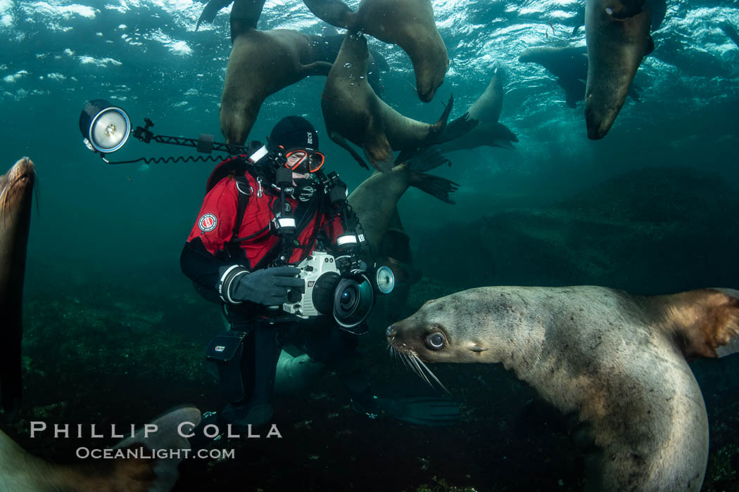 SCUBA Diver and Steller Sea Lions Underwater,  underwater photographer, Hornby Island, British Columbia, Canada., Eumetopias jubatus, natural history stock photograph, photo id 36130