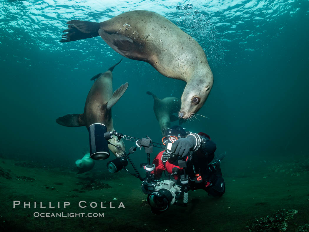 SCUBA Diver and Steller Sea Lions Underwater,  underwater photographer, Hornby Island, British Columbia, Canada., Eumetopias jubatus, natural history stock photograph, photo id 36134