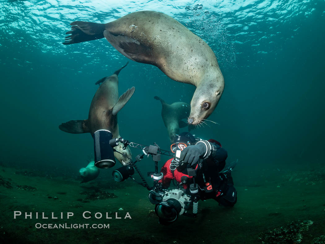 SCUBA Diver and Steller Sea Lions Underwater,  underwater photographer, Hornby Island, British Columbia, Canada, Eumetopias jubatus