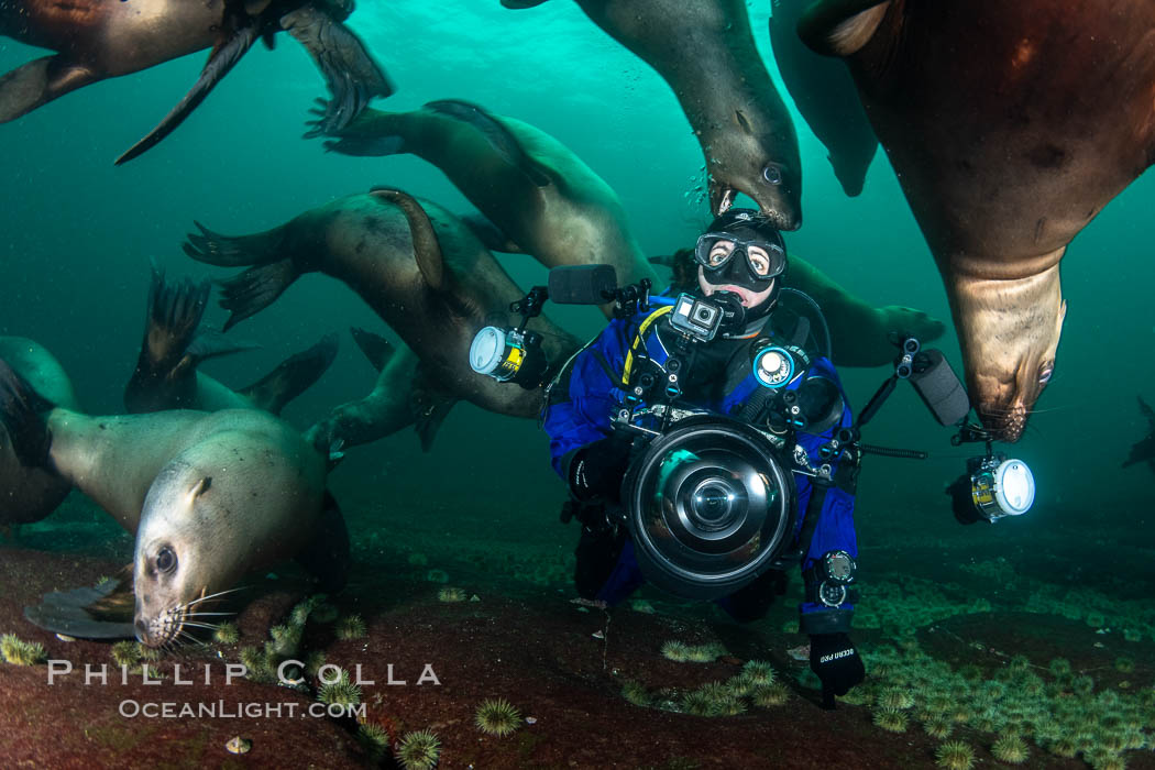 SCUBA Diver and Steller Sea Lions Underwater,  underwater photographer, Hornby Island, British Columbia, Canada, Eumetopias jubatus, Norris Rocks