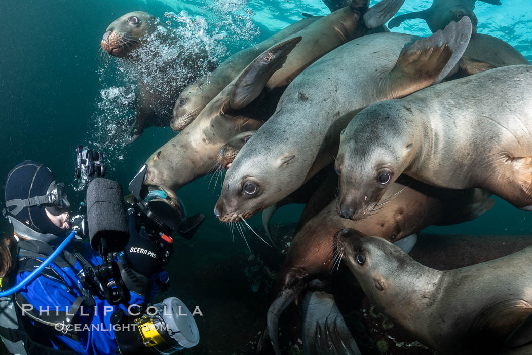 SCUBA Diver and Steller Sea Lions Underwater,  underwater photographer, Hornby Island, British Columbia, Canada, Eumetopias jubatus, Norris Rocks