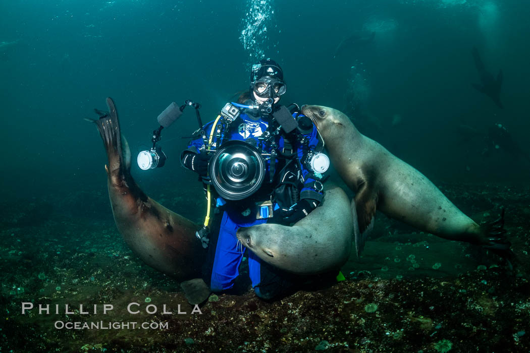 SCUBA Diver and Steller Sea Lions Underwater,  underwater photographer, Hornby Island, British Columbia, Canada, Eumetopias jubatus, Norris Rocks