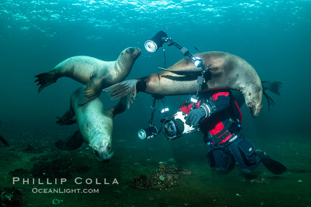 SCUBA Diver and Steller Sea Lions Underwater, Hornby Island, British Columbia, Canada, Eumetopias jubatus, Norris Rocks