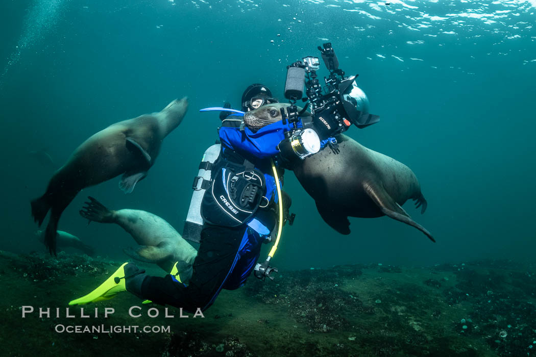 SCUBA Diver and Steller Sea Lions Underwater,  underwater photographer, Hornby Island, British Columbia, Canada, Eumetopias jubatus, Norris Rocks