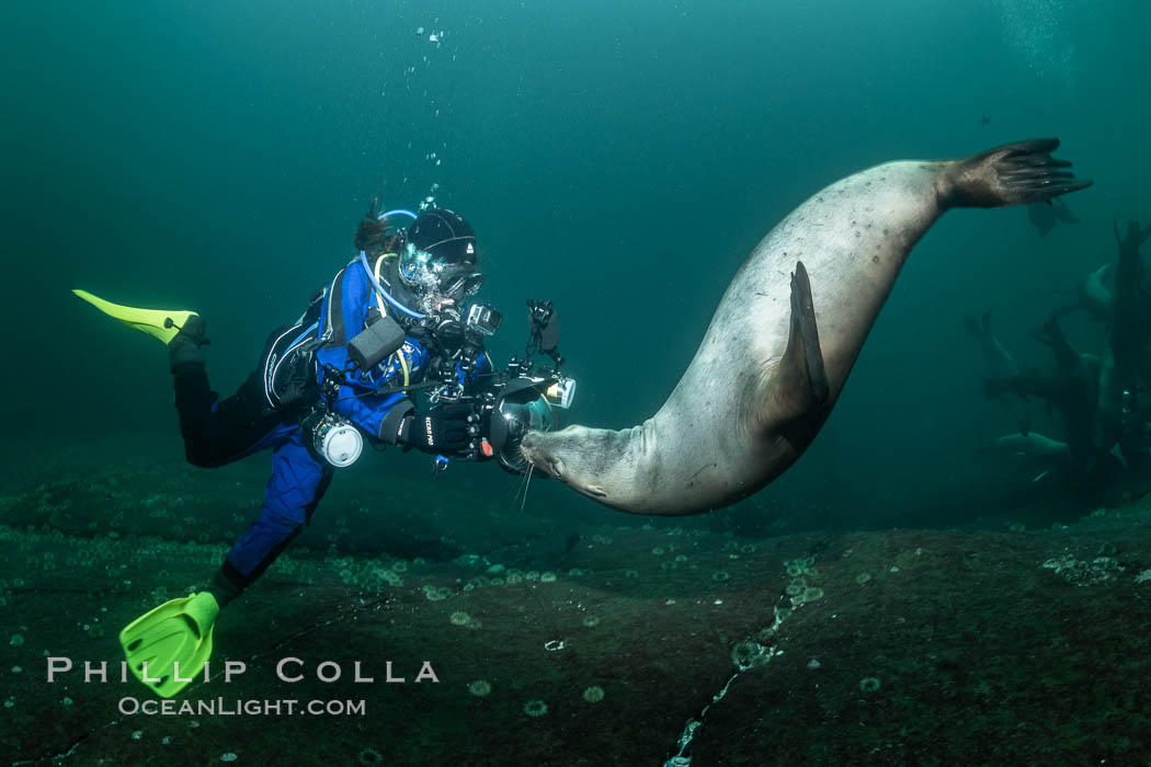 SCUBA Diver and Steller Sea Lions Underwater,  underwater photographer, Hornby Island, British Columbia, Canada, Eumetopias jubatus, Norris Rocks