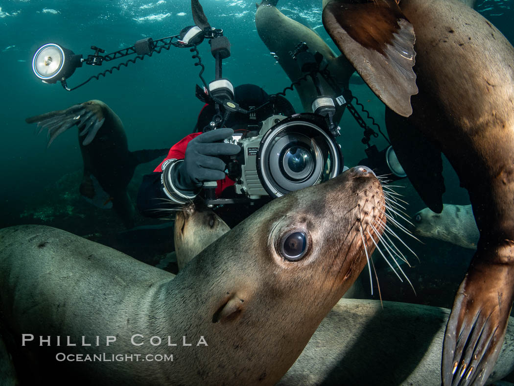 SCUBA Diver and Steller Sea Lions Underwater,  underwater photographer, Hornby Island, British Columbia, Canada, Eumetopias jubatus