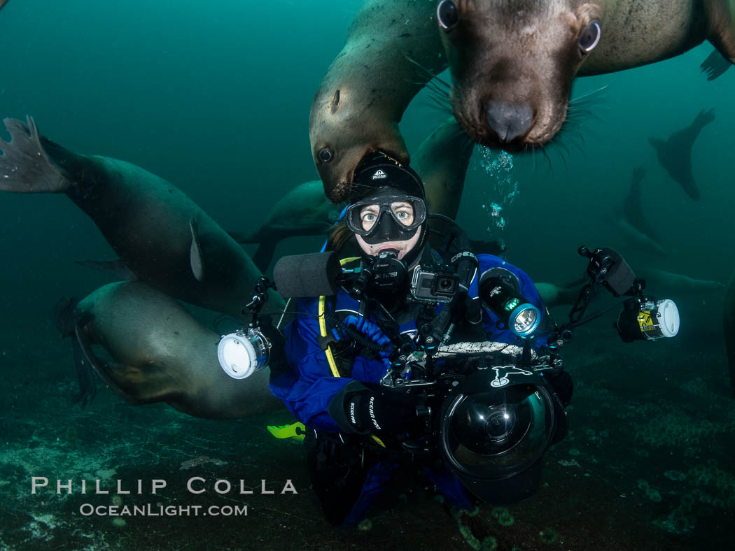 SCUBA Diver and Steller Sea Lions Underwater,  underwater photographer, Hornby Island, British Columbia, Canada. Norris Rocks, Eumetopias jubatus, natural history stock photograph, photo id 36121