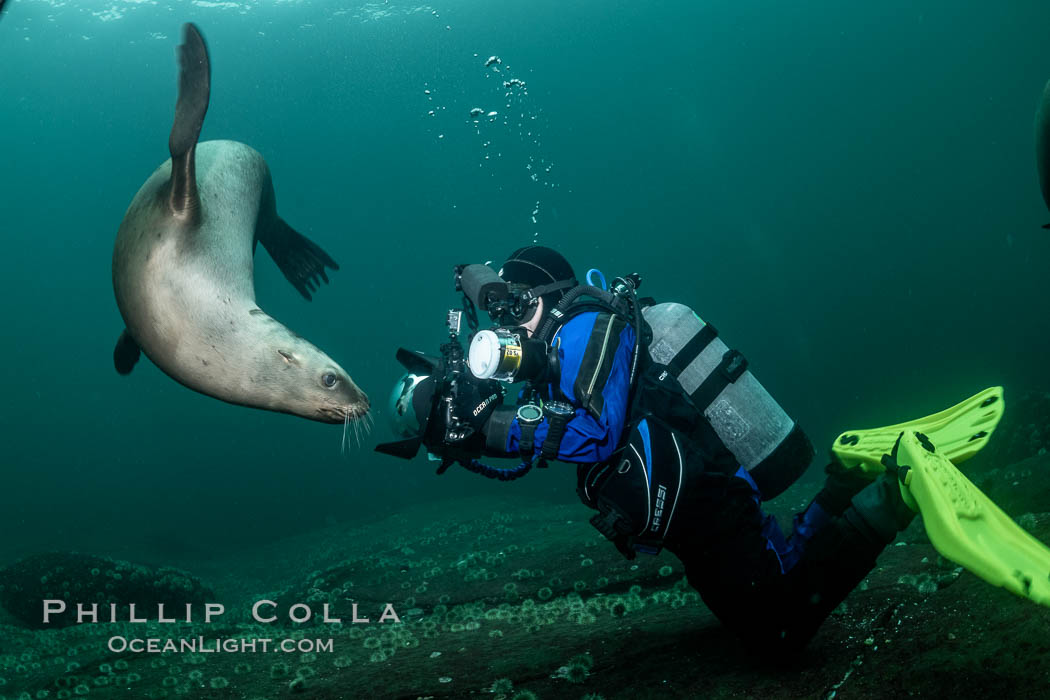 SCUBA Diver and Steller Sea Lions Underwater,  underwater photographer, Hornby Island, British Columbia, Canada. Norris Rocks, Eumetopias jubatus, natural history stock photograph, photo id 36125