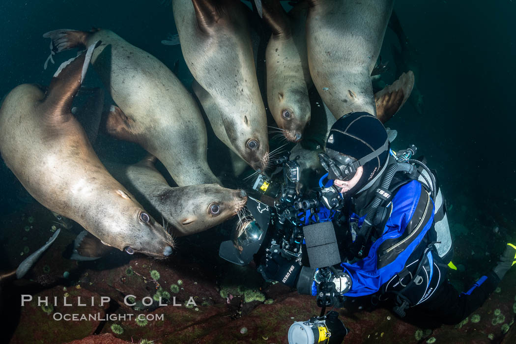 SCUBA Diver and Steller Sea Lions Underwater,  underwater photographer, Hornby Island, British Columbia, Canada, Eumetopias jubatus, Norris Rocks