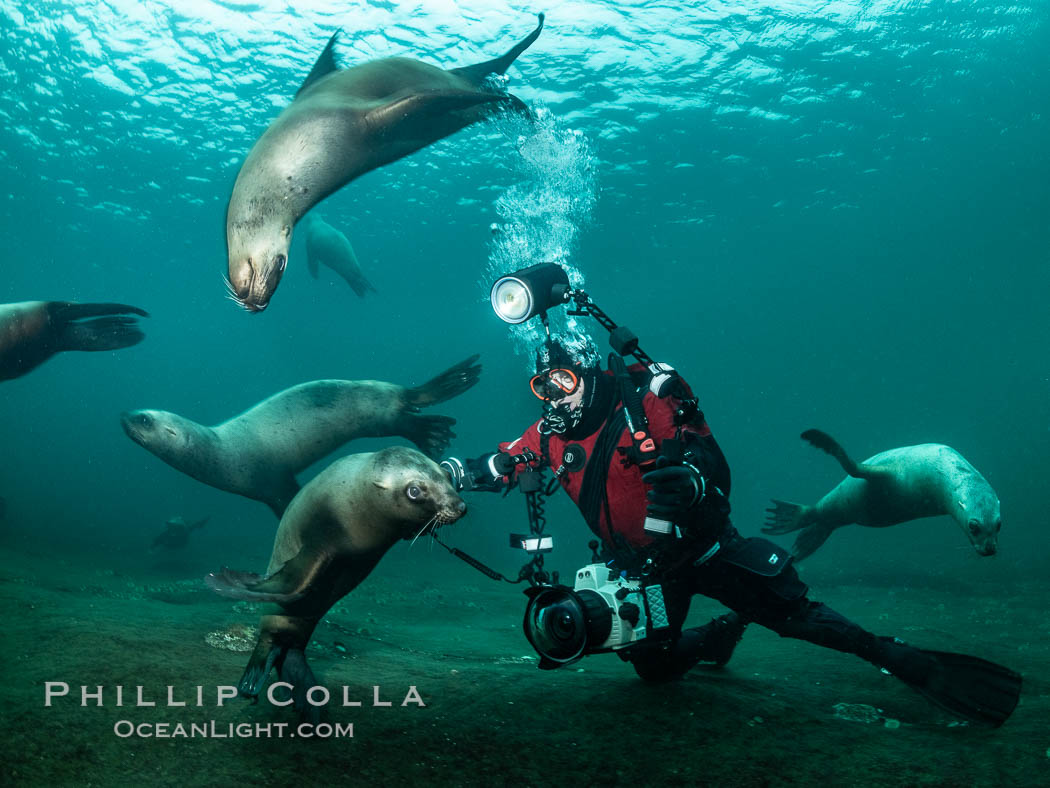 SCUBA Diver and Steller Sea Lions Underwater,  underwater photographer, Hornby Island, British Columbia, Canada, Eumetopias jubatus