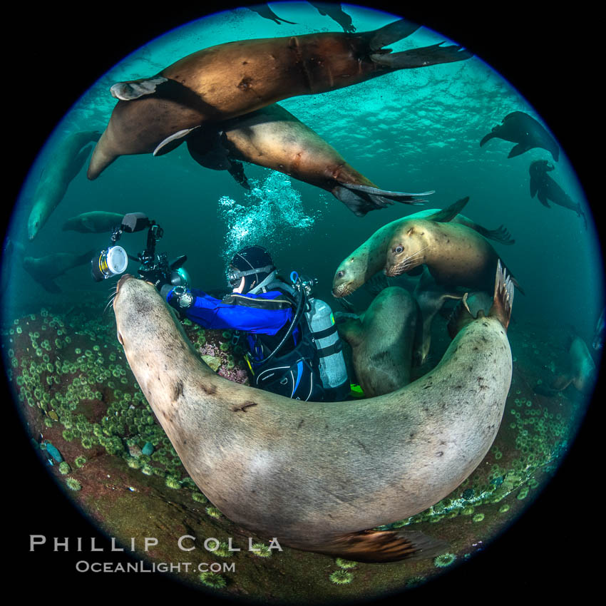 SCUBA Diver and Steller Sea Lions Underwater, Hornby Island, British Columbia, Canada. Norris Rocks, Eumetopias jubatus, natural history stock photograph, photo id 36405