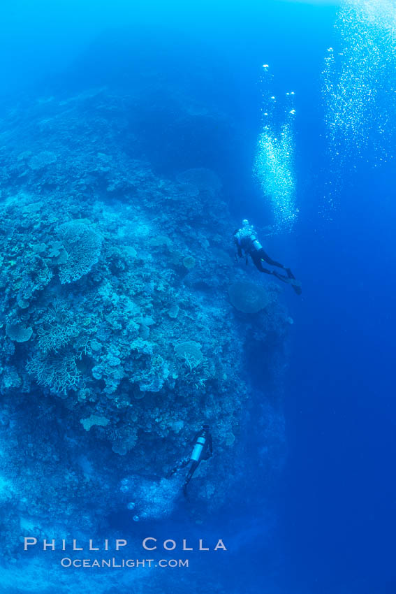 SCUBA diver over pristine South Pacific coral reef, Fiji. Wakaya Island, Lomaiviti Archipelago, natural history stock photograph, photo id 31764