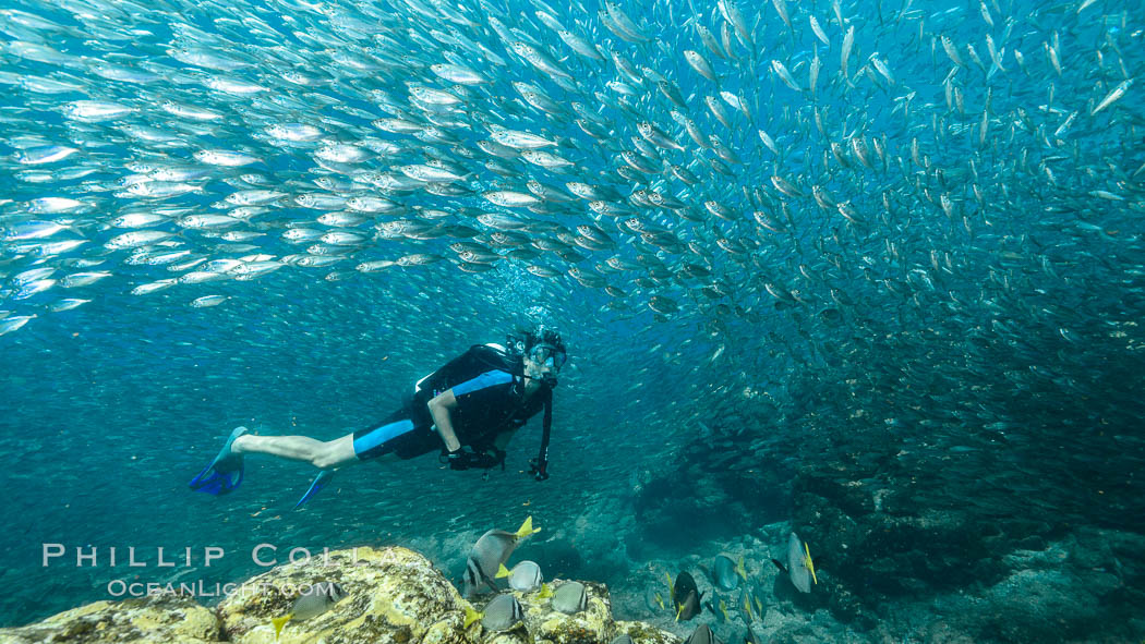 SCUBA diver, sardines and scad, Los Islotes, Sea of Cortez, Mexico. Baja California, natural history stock photograph, photo id 31292
