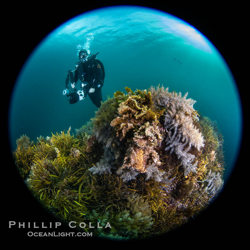 SCUBA Diver Underwater hovering over the Wreck of the Portland Maru at Kangaroo Island, South Australia