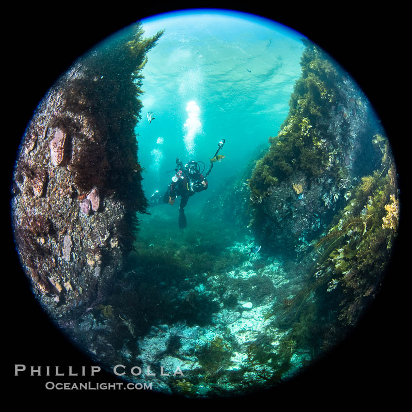 SCUBA Diver Underwater at Kangaroo Island, South Australia., natural history stock photograph, photo id 39216