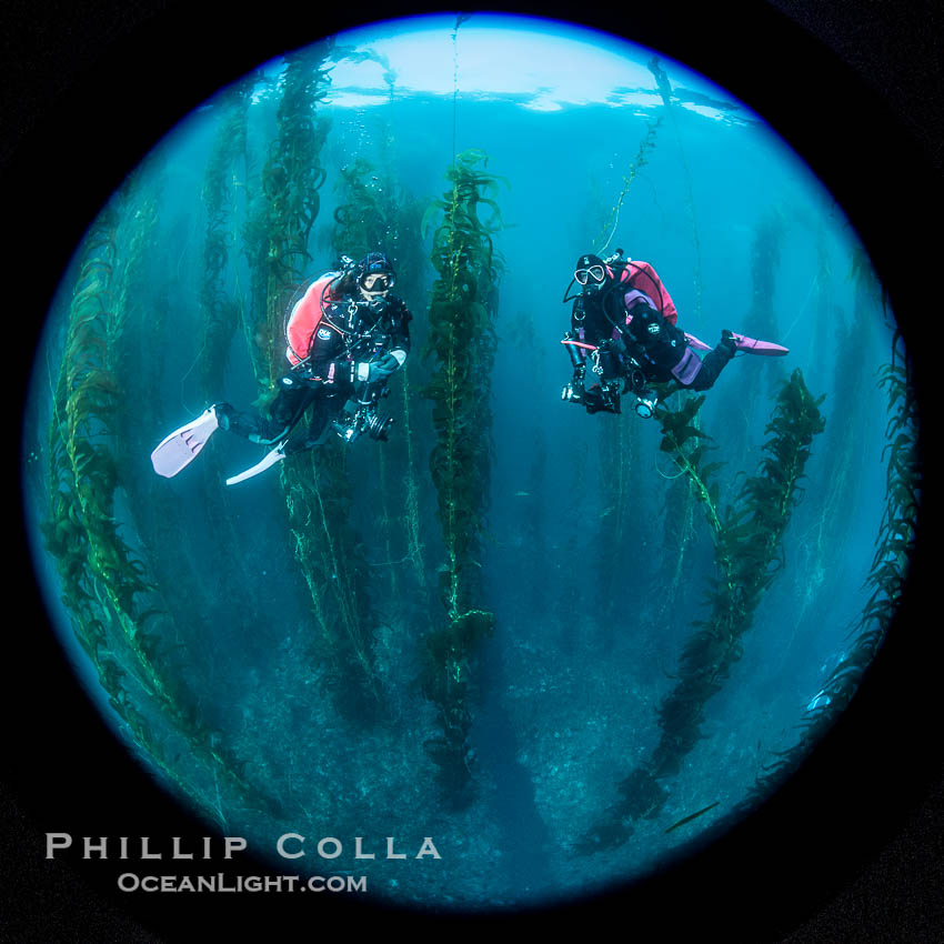 SCUBA divers, San Clemente Island. California, USA, Macrocystis pyrifera, natural history stock photograph, photo id 38507